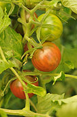 Cherry tomatoes (Solanum lycopersicum) in the garden