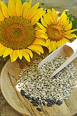 Sunflower flowers and seeds (Helianthus annuus)