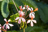 Pelargonium (Pelargonium frutetorum), flowers