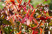 Pelargonium (Pelargonium acetosum section ciconium), flowers