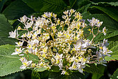 Hydrangea (Hydrangea involucrata) 'Yohraku tama', flowers