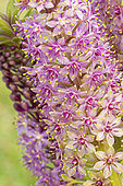 Pineapple Lily (Eucomis comosa) 'Pink Gin', flowers