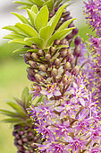 Pineapple Lily (Eucomis comosa) 'Pink Gin', flowers