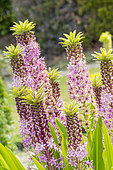 Pineapple Lily (Eucomis comosa) 'Pink Gin', flowers