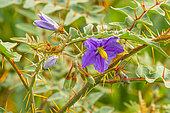 Thorny nightshade (Solanum pyracanthum) 'Lucifer' in bloom