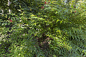 Lady's Eardrops (Fuchsia brevilobis), flowers