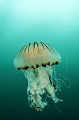 Compass Jellyfish (Chrysaora hysoscella) off the island of Oléron, Gironde estuary and Pertuis sea Marine Nature Park, Charente-Maritime, Nouvelle-Aquitaine, France