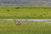 Mating of Black-tailed Godwit (Limosa limosa) in a marsh in Vendée, Pays de la Loire, France