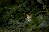 Domestic cat (Felis sylvestris catus) lying in wait, hidden in the foliage, in a garden, France