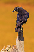 Carrion Crow (Corvus corone), on a dead tree trunk, Spain