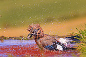 Eurasian Jay (Garrulus glandarius) bathing in a pond, Spain