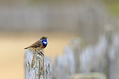 Bluethroat (Luscinia svecica) singing on a pole, Vendée, Pays de la Loire, France