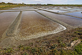 Salt marsh on the island of Noirmoutier, Vendée, Pays de la Loire, France