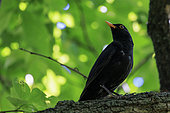 Blackbird (Turdus merula) on a branch, France