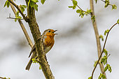 European Robin (Erithacus rubecula) singing, Brittany, France