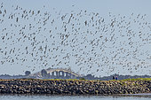 Flock of shorebirds in flight in front of the bridge on the island of Noirmoutier, Vendée, Pays de la Loire, France