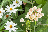 Creeping Zinnia, Zinnia angustifolia 'Star White' and Verbena, Verbena 'Peaches & Cream', flowers