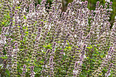 Basil, Ocimum basilicum 'Petit Claude', flowers