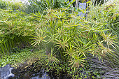 Umbrella Papyrus, Cyperus alternifolius 'du Niger', Water Garden