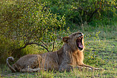 Lion (Panthera leo) yawning. Serengeti National Park. Tanzania