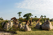 Masai giraffe, Maasai giraffe, or Kilimanjaro giraffe (Giraffa camelopardalis tippelskirchi) herd (or Journey of Giraffes) feeding. Serengeti National Park. Tanzania