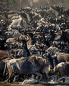 Blue wildebeest or common wildebeest, white-bearded wildebeest or brindled gnu (Connochaetes taurinus) crossing the Mara River. Serengeti National Park. Tanzania