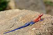 Mwanza flat-headed rock agama or the Spider-Man agama (because of its colouring).(Agama mwanzae) male. Serengeti National Park. Tanzania