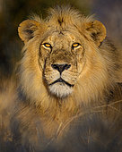 Masai lion or East African lion (Panthera leo nubica syn. Panthera leo massaica) male portrait. Ruaha National Park. Tanzania