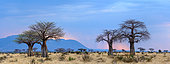 Baobab (also called dead-rat tree (from the appearance of the fruits), monkey-bread tree (the soft, dry fruit is edible), upside-down tree (the sparse branches resemble roots), cream of tartar tree ) (Adansonia digitata). Ruaha National Park. Tanzania