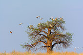 Great white pelican, also known as the eastern white pelican, rosy pelican or white pelican (Pelecanus onocrotalus) roosting in a Baobab tree (also called dead-rat tree (from the appearance of the fruits), monkey-bread tree (the soft, dry fruit is edible), upside-down tree (the sparse branches resemble roots), cream of tartar tree ) (Adansonia digitata). Ruaha National Park. Tanzania