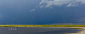 Umbrella thorn acacia, also known as umbrella thorn and Israeli babool (Vachellia tortilis, prev Acacia tortilis) and Greater Flamingo (Phoenicopterus roseus) with approaching storm. Serengeti National Park. Tanzania
