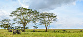 African Bush Elephant (Loxodonta africana) and Fever Tree (Vachellia xanthophloea prev Acacia xanthophloea). Serengeti National Park. Tanzania
