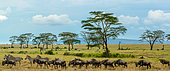 Fever Tree (Vachellia xanthophloea prev Acacia xanthophloea), Plains zebra (Equus quagga, formerly Equus burchellii) and Blue wildebeest or common wildebeest, white-bearded wildebeest or brindled gnu (Connochaetes taurinus). Serengeti National Park. Tanzania