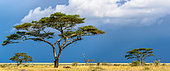 Umbrella thorn acacia, also known as umbrella thorn and Israeli babool (Vachellia tortilis, prev Acacia tortilis). Serengeti National Park. Tanzania