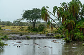 Common hippopotamus or hippo (Hippopotamus amphibius) and Wild Date Palm (Phoenix reclinata) in the rain at a waterhole. Serengeti National Park. Tanzania