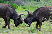 African buffalo or Cape buffalo (Syncerus caffer) fighting. Ngorongoro Conservation Area (NCA). Tanzania
