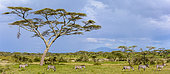 Umbrella thorn acacia, also known as umbrella thorn and Israeli babool (Vachellia tortilis, prev Acacia tortilis) and Plains zebra (Equus quagga, formerly Equus burchellii). Ngorongoro Conservation Area (NCA). Tanzania