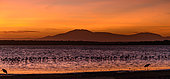Greater Flamingo (Phoenicopterus roseus) in Lake Ndutu with Mt. Lemagrut in the background. Ngorongoro Conservation Area (NCA). Tanzania