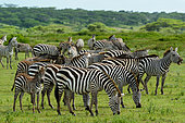 Plains zebra (Equus quagga, formerly Equus burchellii). Ngorongoro Conservation Area (NCA). Tanzania