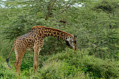 Masai giraffe, aka Maasai giraffe, or Kilimanjaro giraffe (Giraffa camelopardalis tippelskirchi) in riverine forest. Ngorongoro Conservation Area (NCA). Tanzania