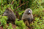 Wet olive baboon (Papio anubis) in the rain. Ngorongoro Conservation Area (NCA). Tanzania