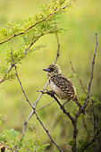 D'Arnaud's Barbet (Trachyphonus darnaudii). Serengeti National Park. Tanzania
