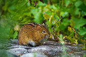 Four-striped mouse (Rhabdomys pumilio). Cape Town, Western Cape. South Africa