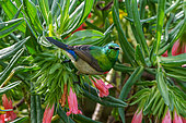 Southern double-collared sunbird or lesser double-collared sunbird (Cinnyris chalybeus) feeding on Gouriqua lobostemon (Lobostemon belliformis) nectar. Cape Town, Western Cape. South Africa