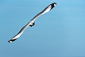 Hartlaub's gull or king gull (Chroicocephalus hartlaubii) flying.Hermanus, Whale Coast, Overberg, Western Cape, South Africa.