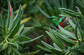 Southern double-collared sunbird or lesser double-collared sunbird (Cinnyris chalybeus) feeding on Gouriqua lobostemon (Lobostemon belliformis) nectar. Cape Town, Western Cape. South Africa