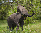 Elephant (Loxodonta africana) is eating the young shoots. Africa. Kenya. Tanzania. Serengeti. Maasai Mara.