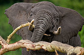 Big elephant (Loxodonta africana) is breaking a tree. Africa. Kenya. Tanzania. Serengeti. Maasai Mara.