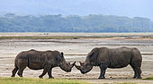 Two White rhinoceros (Ceratotherium simum) are fighting with each other. Kenya. Nakuru National Park. Africa.