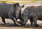 Two White rhinoceros (Ceratotherium simum) are fighting with each other. Kenya. Nakuru National Park. Africa.